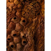 <a href=https://www.galeriegosserez.com/gosserez/artistes/l-c-lab.html> L&C Lab</a> - Biomater - Free Shape II